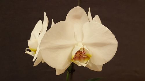 Close-up of white flowers against gray background