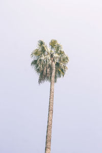 Low angle view of trees against clear sky