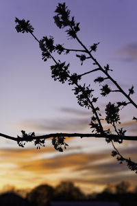 Low angle view of silhouette plants against sky during sunset