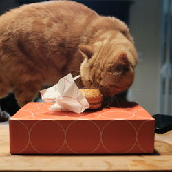 Close-up of cat eating food