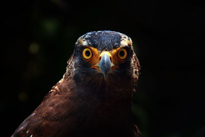 Close-up portrait of owl