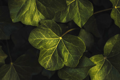 Close-up of green leaves