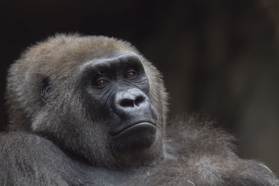 Close-up of gorilla looking away