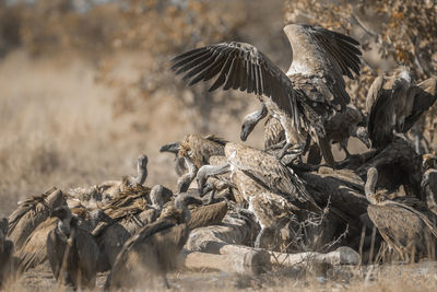 Flock of vultures scavenging on a field