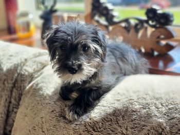 Portrait of dog relaxing on rug at home