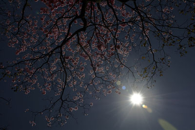 Low angle view of bare trees against sky