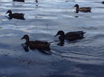 High angle view of ducks swimming in lake