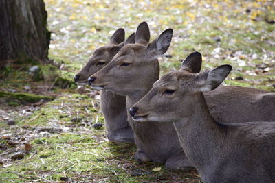 Deer in a field