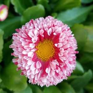 Close-up of pink flower blooming outdoors