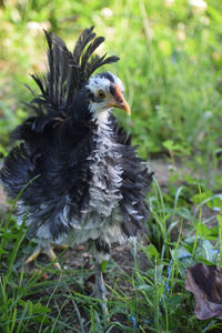 Close-up of a bird on field