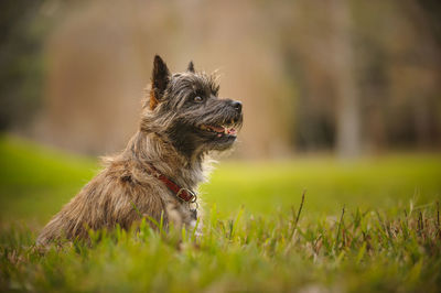 Puppy sitting on field