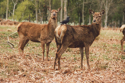 Bird perching on deer in forest