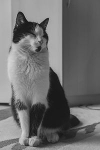 Close-up of cat looking at home