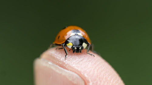 Macro shot of ladybug