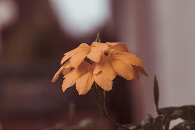 Close-up of wilted flower against blurred background