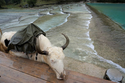 High angle view of horse in water