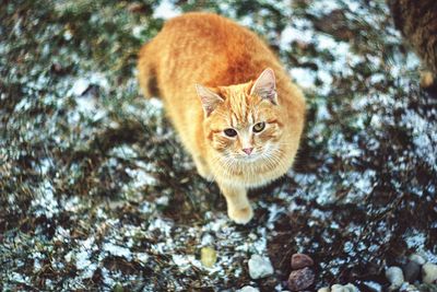 High angle portrait of cat on field during winter