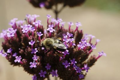 Close-up of honey bee on purple flowers