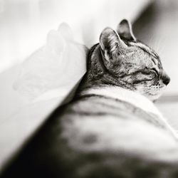 Close-up of cat sleeping