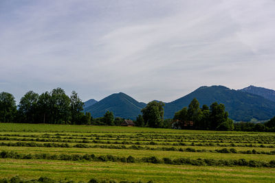 Scenic view of agricultural field against sky