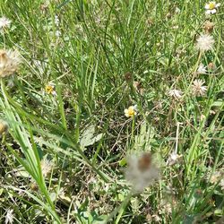 High angle view of flowering plants on field