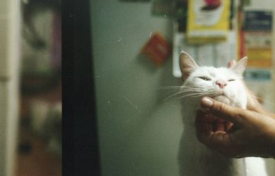 Hand holding cat