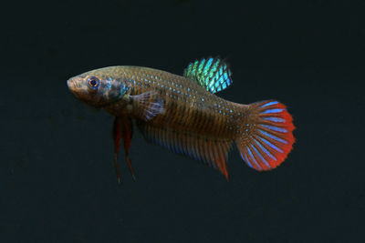 Close-up of fish swimming in sea