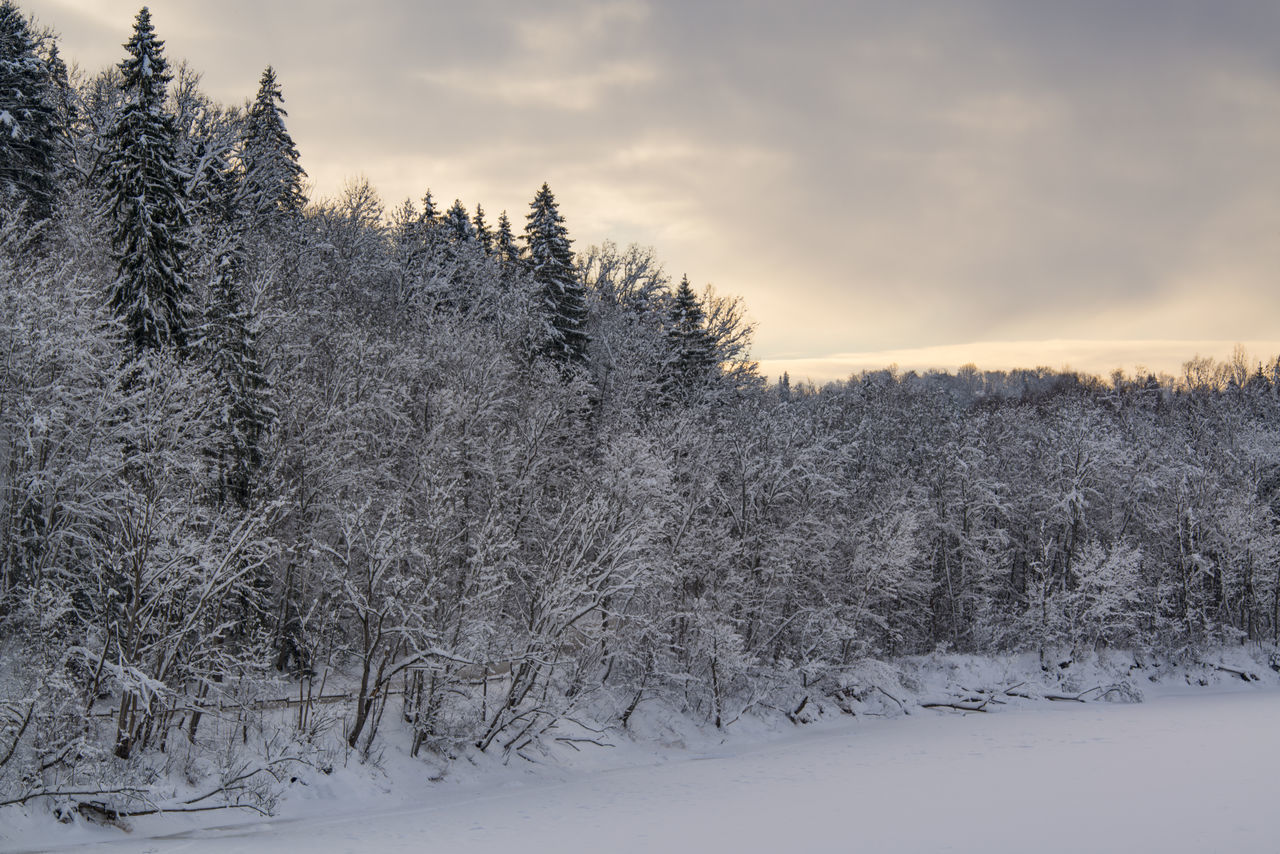 Bank, cloud, clouds, forest, frozen river, river, snow, sunlight, sunrise, tree, trees, white, winter, wood