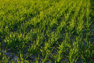 Full frame shot of corn field