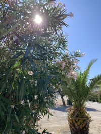 Trees against clear sky on sunny day