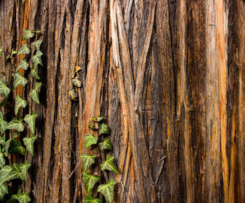 Full frame shot of tree trunk