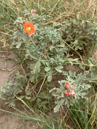 High angle view of flowering plants on field