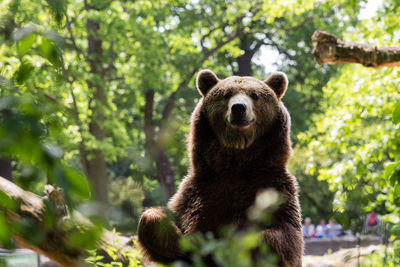 Portrait of brown bear at zoo