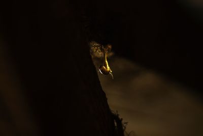 Low angle view of insect against sky at night