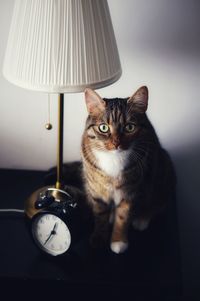 Portrait of cat in bedroom