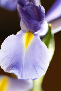 Close-up of purple flower