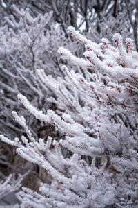 Close-up of snow covered tree