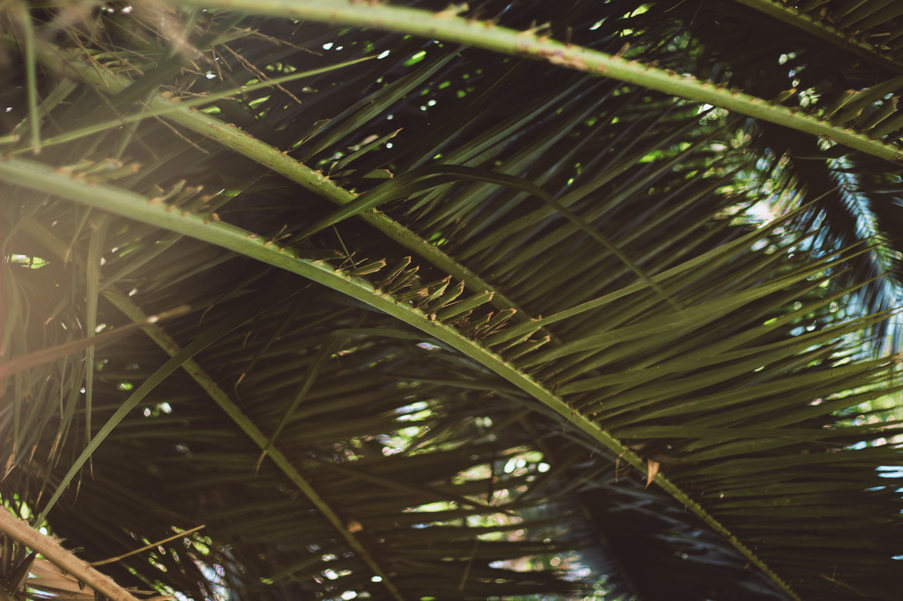 Vacations Beauty In Nature Canon Canont3i Close-up Day Focus On Foreground Freshness Green Color Growth Leaf Nature No People Outdoors Palm Leaf Palm Tree Plant Plant Part Selective Focus Tranquility Tree Tropical Climate