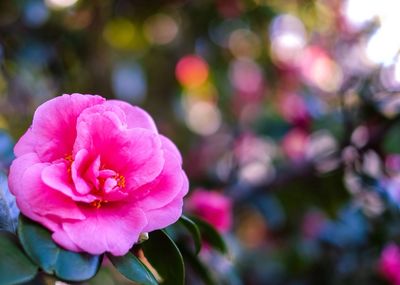 Close-up of pink flower blooming in park