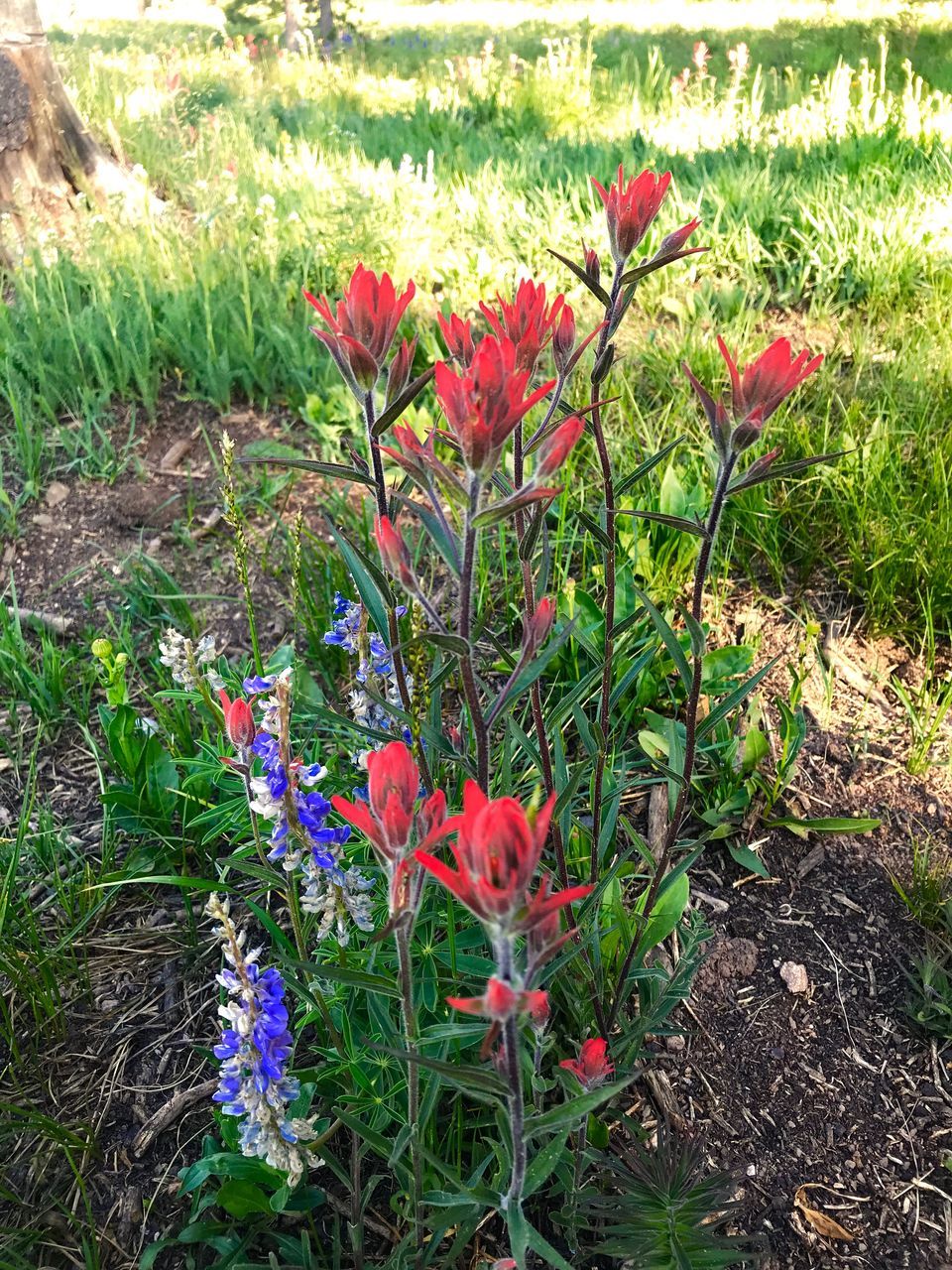 flower, flowering plant, plant, beauty in nature, growth, fragility, vulnerability, freshness, petal, nature, land, field, no people, close-up, green color, day, red, flower head, inflorescence, grass, outdoors, springtime, flowerbed