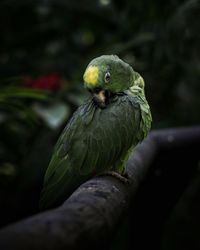 Close-up of parrot perching on tree