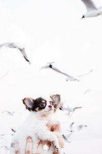 Dog against white background