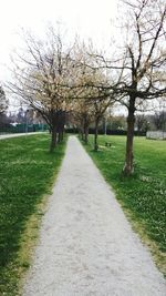 Footpath amidst trees in park