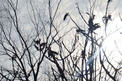 Low angle view of bare trees against sky