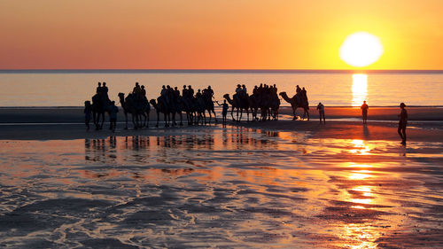 Silhouette people riding camels at beach during sunset