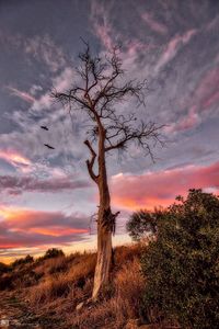 Bare tree on landscape against sky at sunset