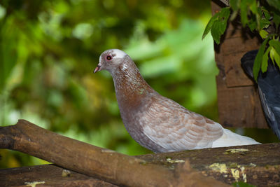 Close-up of bird perching on wood