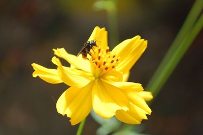 Close-up of bee on yellow flower