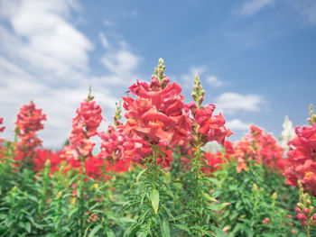 Close-up of red flowering plants against sky