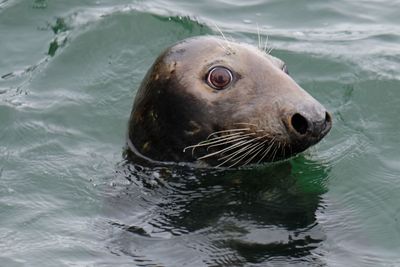 Harbour sea close up